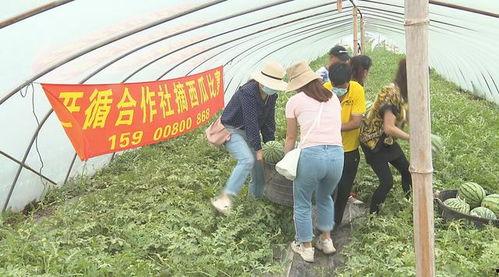 员工夏季吃瓜比赛,员工吃瓜大赛欢乐上演