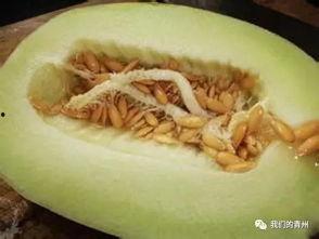 吃银瓜会过敏吗,食用安全需谨慎