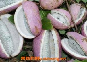 恩施科院吃瓜,揭秘吃瓜背后的科研故事