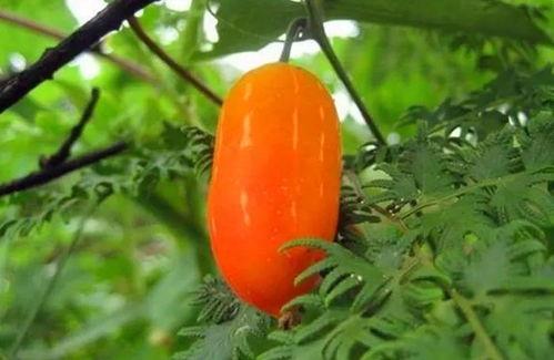 茅瓜咋吃,探索茅瓜的美味之旅