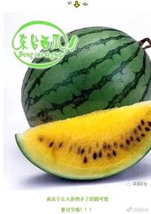 苔川集吃瓜,揭秘吃瓜群众的趣味生活