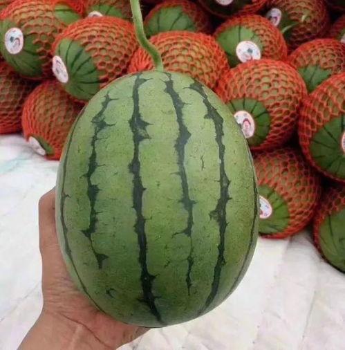 温州吃瓜聊天,吃瓜聊天，品味生活百态