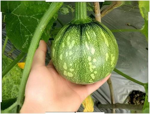 小阮吃瓜,揭秘娱乐圈那些不为人知的幕后故事