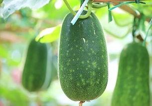 吃种子瓜娄,孕育生命的奇妙旅程