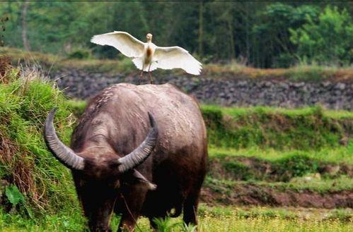 老牛吃瓜名场面,一场爆笑名场面回顾