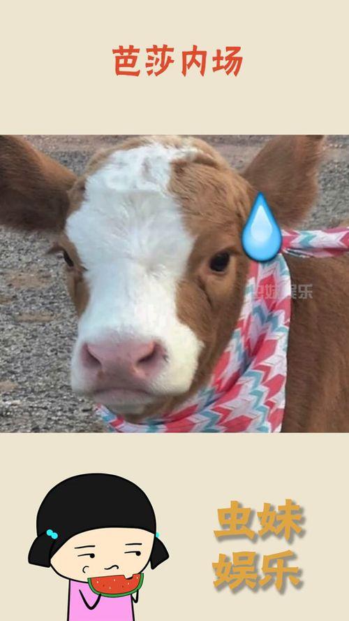 抖音吃瓜集合,揭秘热门事件背后的真相与笑料