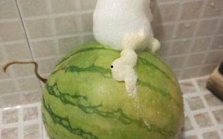 泡泡怎么打开吃瓜,吃瓜乐趣多——揭秘泡泡吃瓜的打开方式