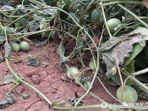 田间小瓜怎么吃,解锁清新美味新境界