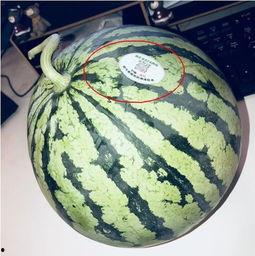 南通网红吃瓜,揭秘网络红人的幕后故事