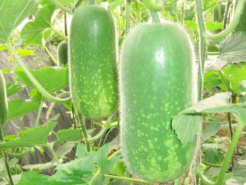 718吃瓜git,揭秘热门项目的背后故事