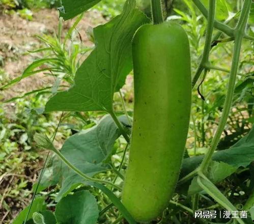 瓠子瓜孕妇怎么吃,营养美味两不误