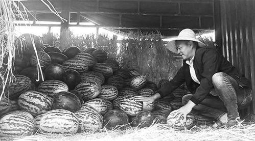 鹤山吃瓜群众事件,网络围观下的社会现象解析