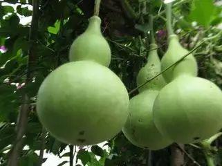 吃瓜成熟的表现,揭秘吃瓜成熟之美妙瞬间