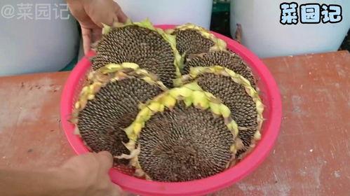 引产吃葵瓜,传统草药在现代医学中的应用探索