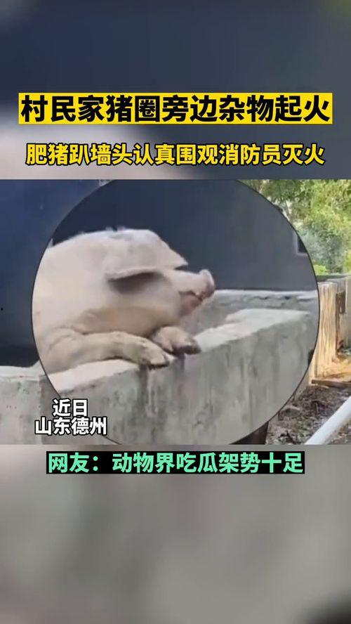 动物吃瓜群众图片,动物们的“吃瓜”日常