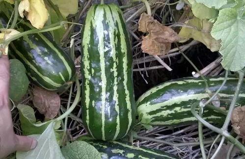 爬瓜怎么吃 好吃,爬瓜美味新吃法，让你一口接一口！