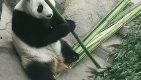 熊猫基地吃瓜熊猫,熊猫乐园里的“吃瓜群众”趣事